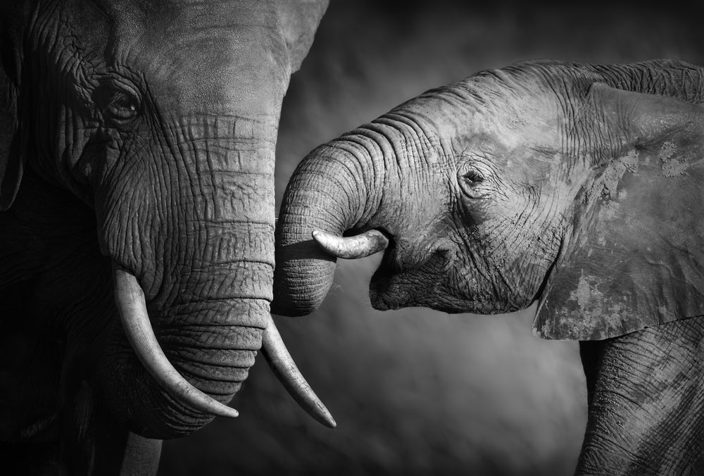 Black and white Elephants mother and child Print 100% Australian Made