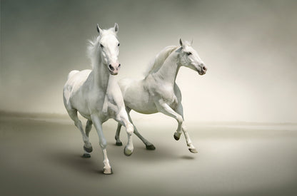 Horses Running Photograph Home Decor Premium Quality Poster Print Choose Your Sizes