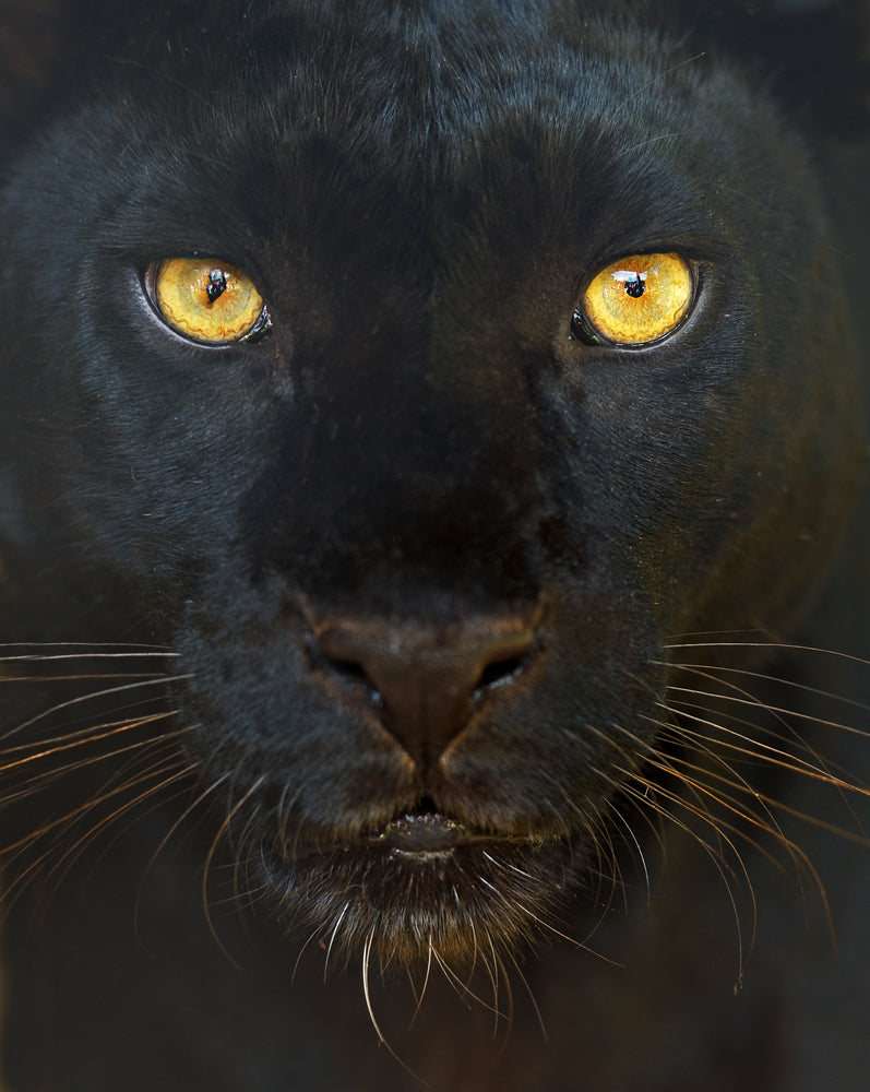 Panther Portrait Photograph Print 100% Australian Made