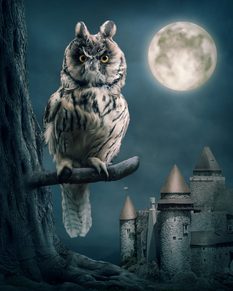 Owl Sitting on a Branch Moon Castle Photograph Print 100% Australian Made