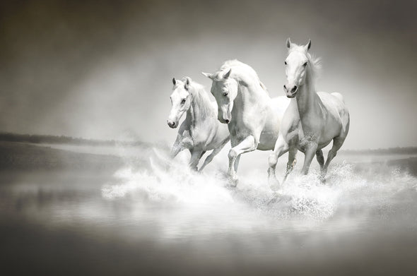 White Horses Running On Water Photograph Print 100% Australian Made