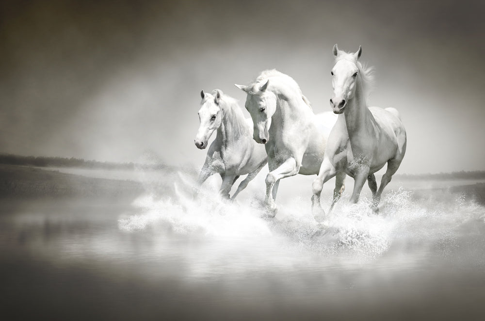 Horses Running Across a Water Stream Photograph Print 100% Australian Made