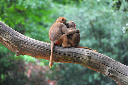 Monkeys on Tree Photograph Home Decor Premium Quality Poster Print Choose Your Sizes