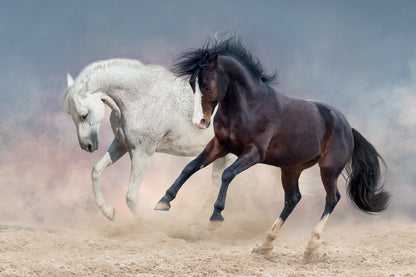 Two Horses Running in Desert Print 100% Australian Made