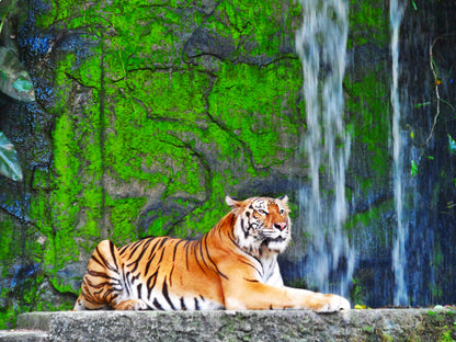 Tiger in Forset WaterFall Photograph Print 100% Australian Made