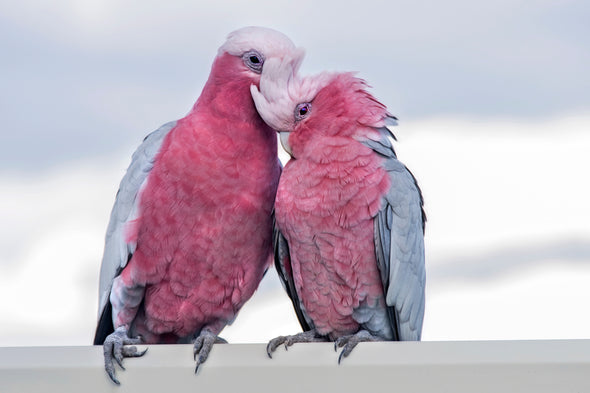 Rose Parrots Love Photograph Print 100% Australian Made