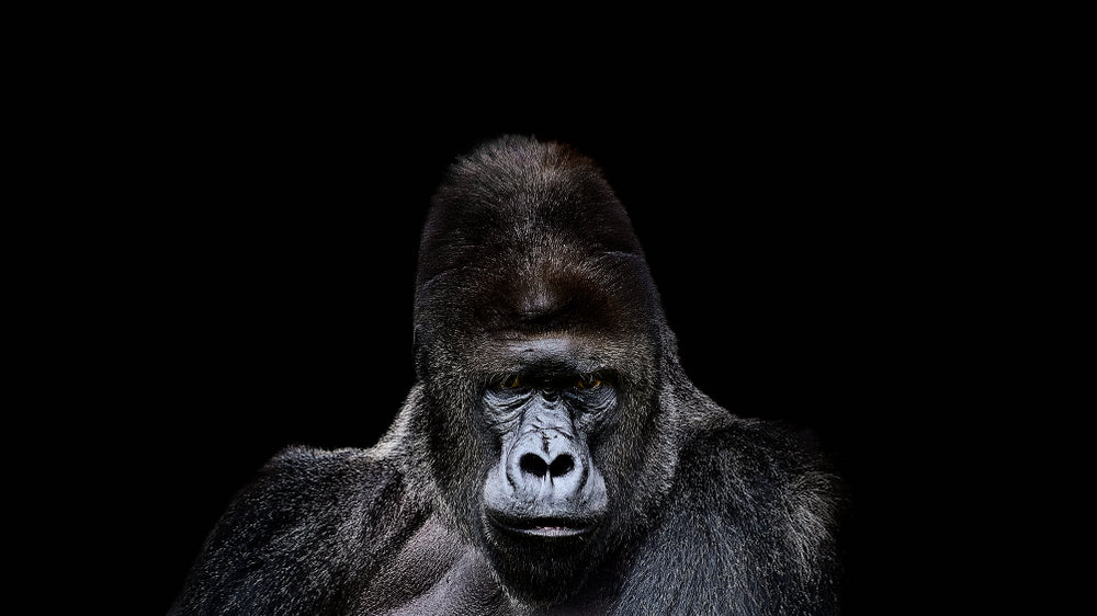 Gorilla Portrait Photograph Print 100% Australian Made