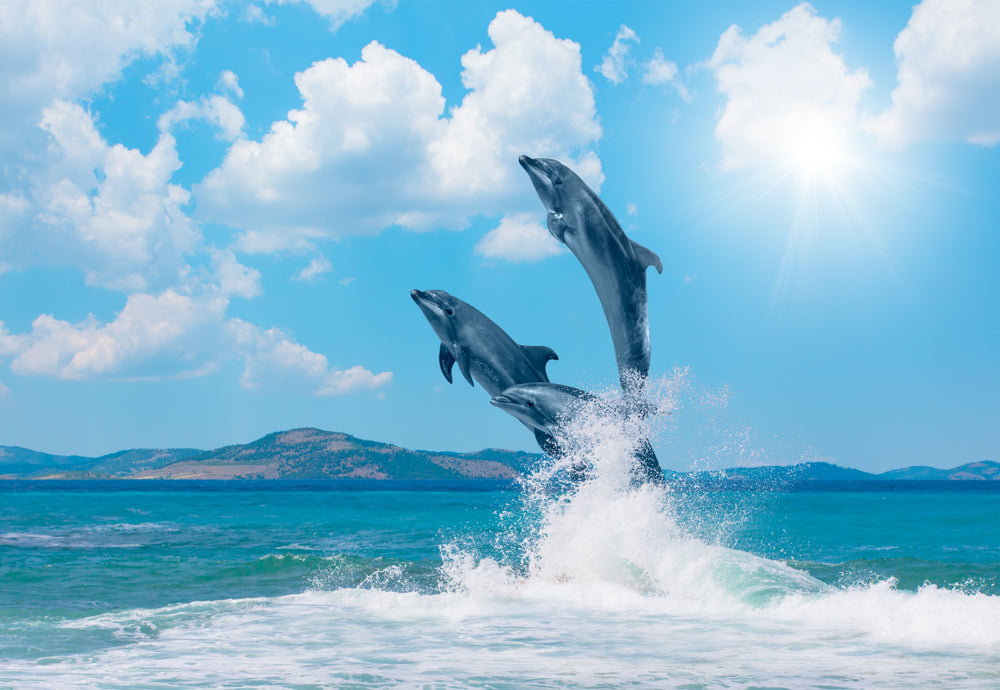 Dolphin Leap Out of The Blue Waters Photograph Print 100% Australian Made