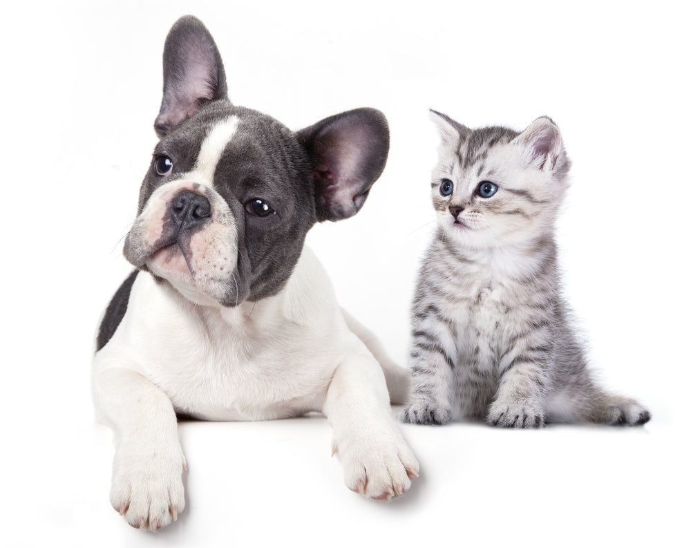 Puppy & Kitten Closeup Photograph Home Decor Premium Quality Poster Print Choose Your Sizes