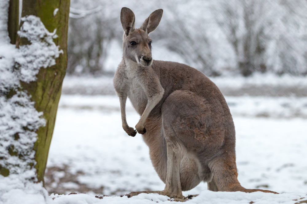 Kangaroo on a Snow Ground Photograph Print 100% Australian Made