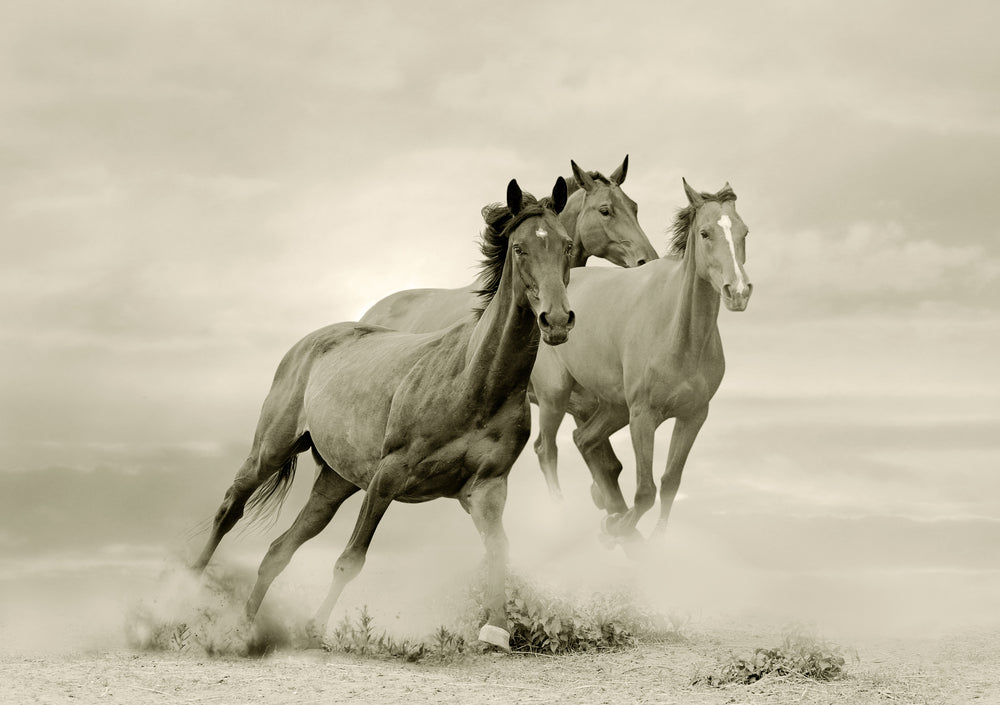 Horses Running on Sand Ground Photograph Print 100% Australian Made