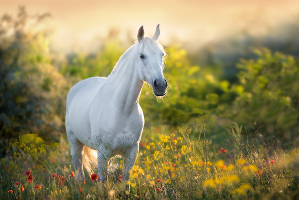 White horse in a meadow Sunset Print 100% Australian Made