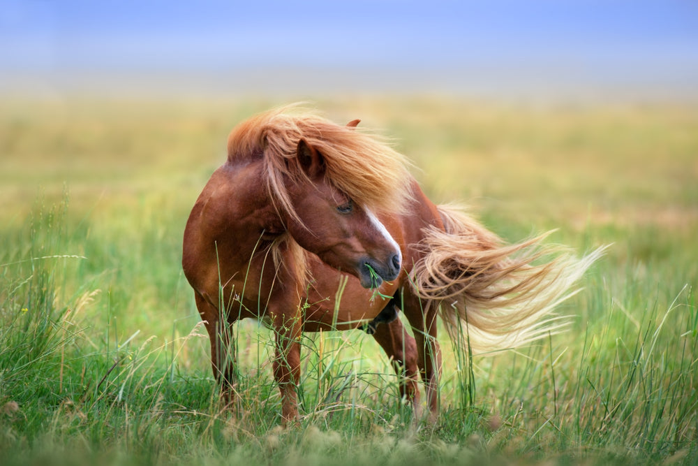 Brown Horse Standing Print 100% Australian Made