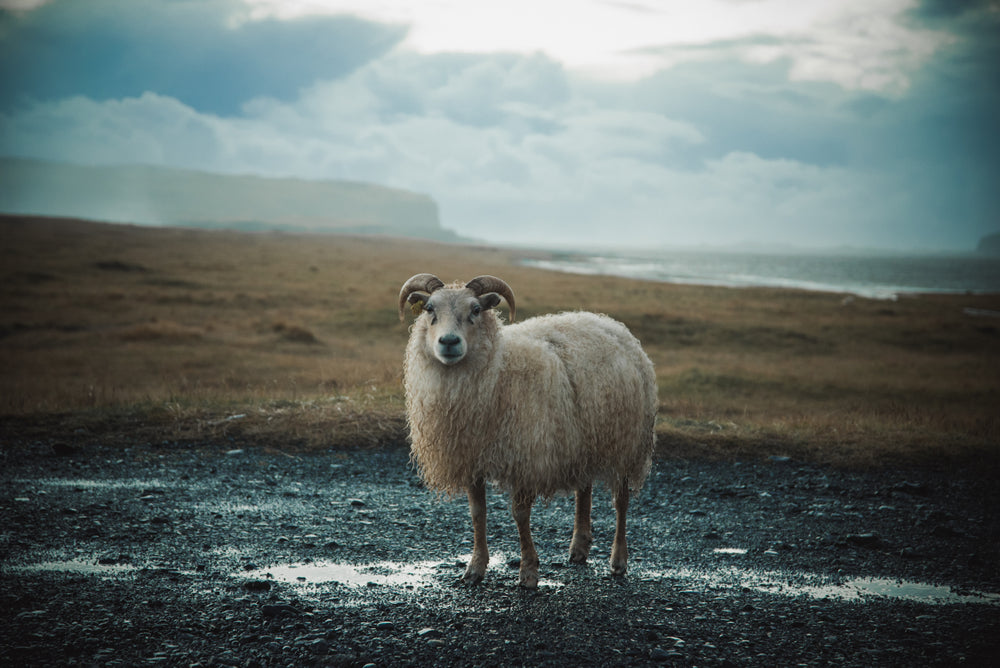 Sheep Staring Photograph Home Decor Premium Quality Poster Print Choose Your Sizes