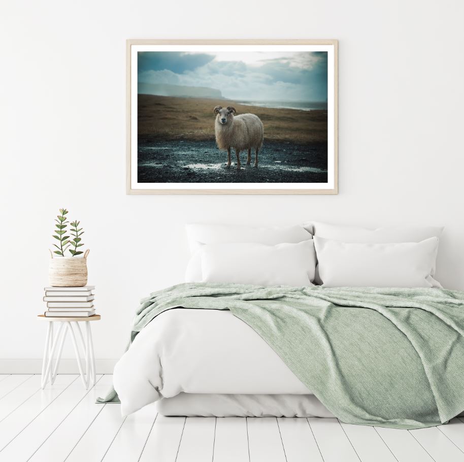 Sheep Staring Photograph Home Decor Premium Quality Poster Print Choose Your Sizes