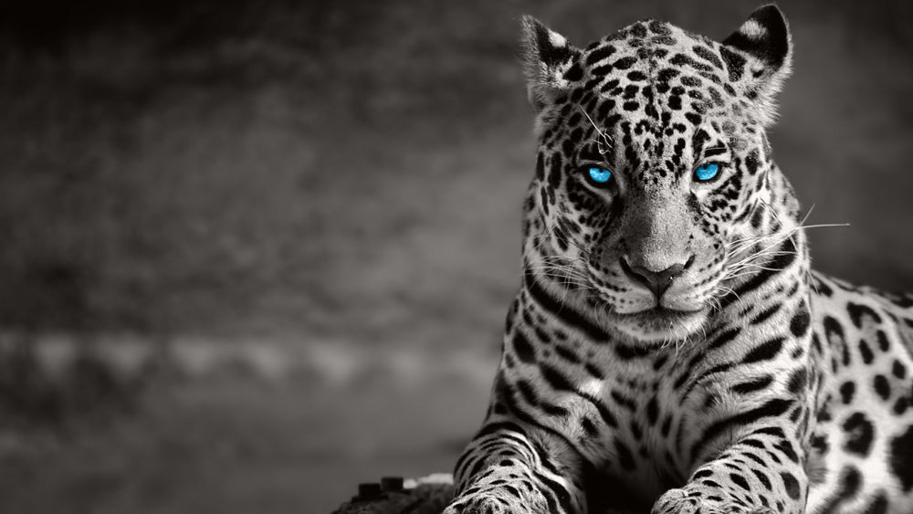Leopard with Blue Eyes B&W View Print 100% Australian Made