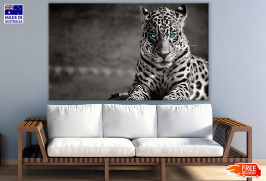 Leopard with Blue Eyes B&W View Print 100% Australian Made