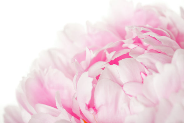 Pink Peony Flower on White Background Closeup Photograph Print 100% Australian Made