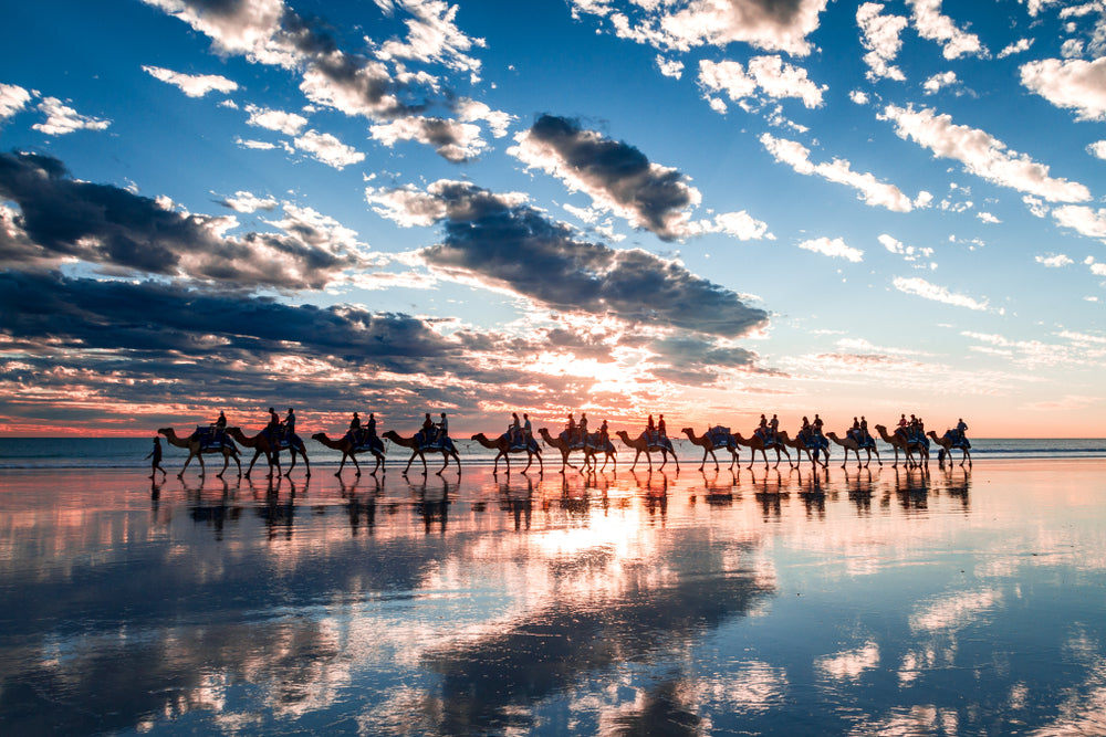 Australian Native Camels Walking along a Beach Photograph Print 100% Australian Made