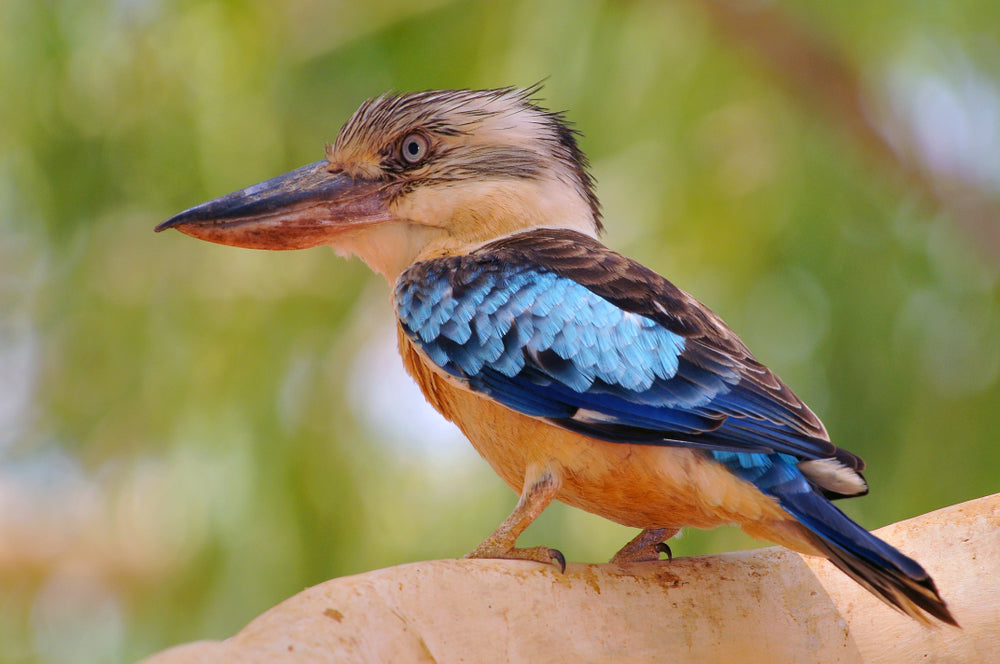 Australian Native Blue Winged Coockaburra Bird Photograph Print 100% Australian Made