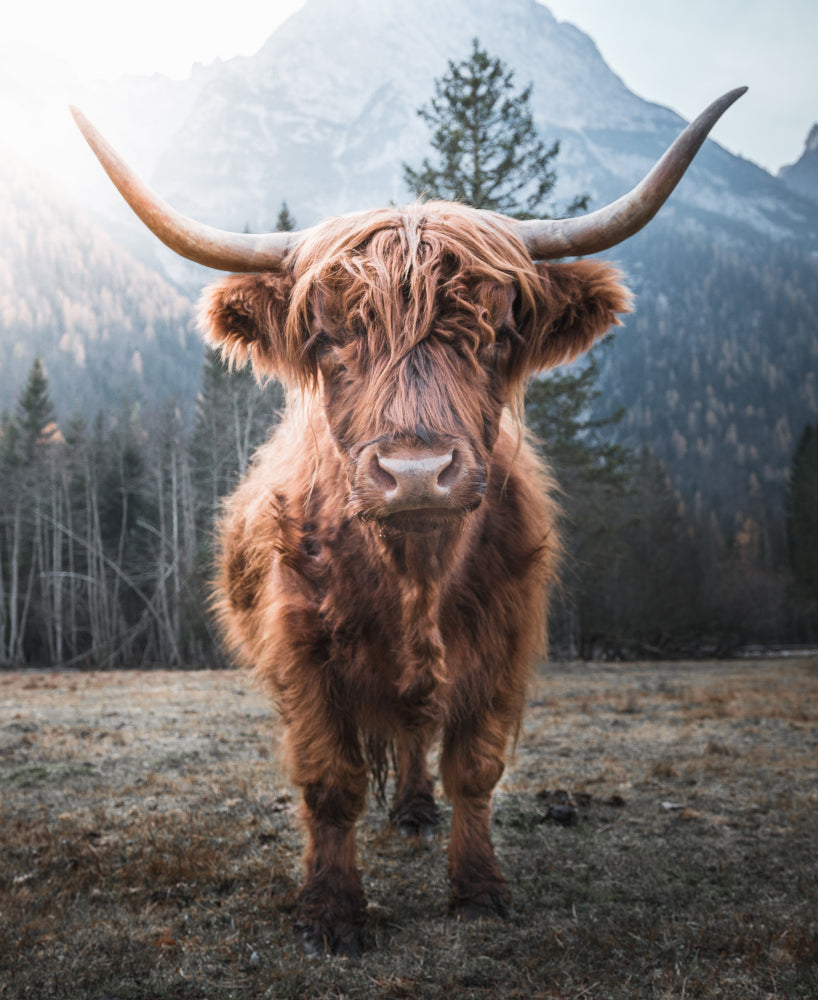 Highland Cow Mountain View Photograph Print 100% Australian Made