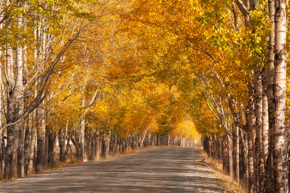 Road Between Autumn Forest Photograph Print 100% Australian Made