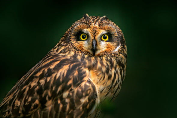 Owl Closeup Portrait Photograph Print 100% Australian Made