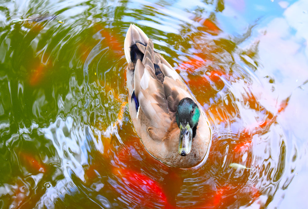 Duck & Fish in a Lake Photograph Print 100% Australian Made