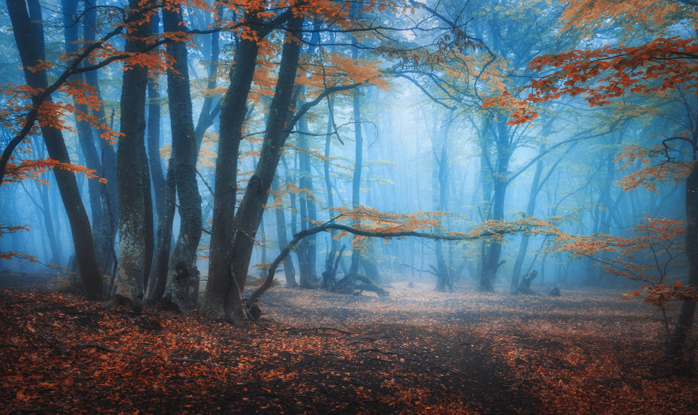 Misty Autumn Forest Photograph Home Decor Premium Quality Poster Print Choose Your Sizes