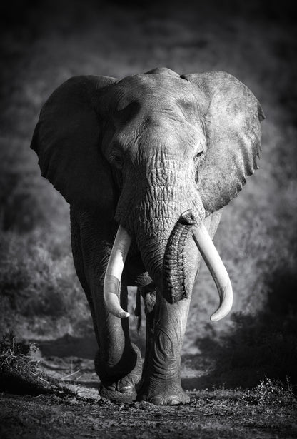 B&W Elephant Walking Photograph Print 100% Australian Made