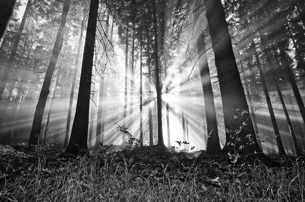 Sunrays Through Forest B&W Photograph Print 100% Australian Made