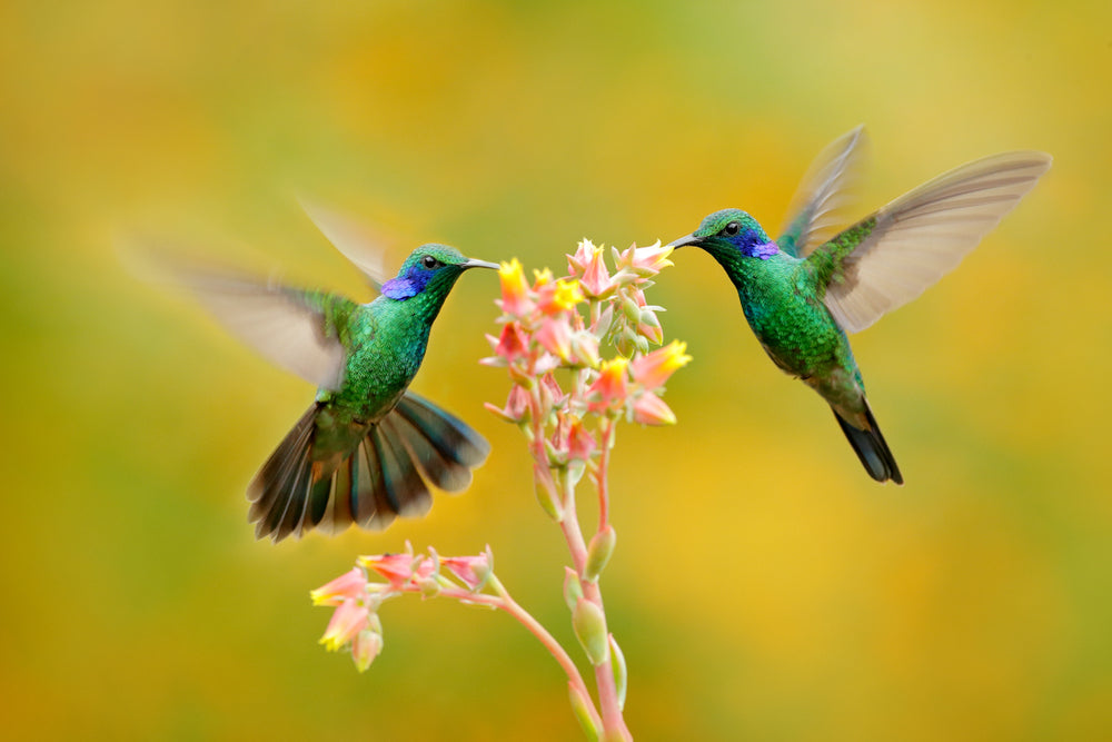 Humming Birds Drinking Nectar from Flowers Print 100% Australian Made