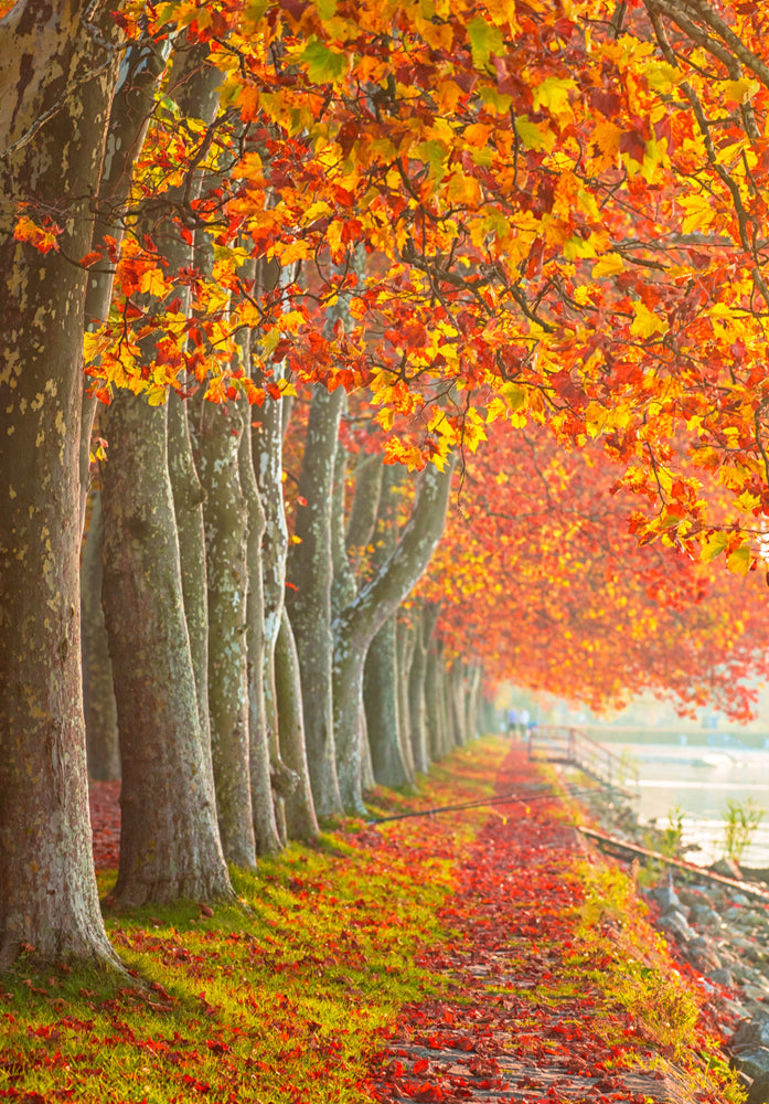 Autumn Tree Row Photograph Print 100% Australian Made