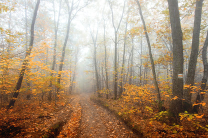 Misty Autumn Tree Forest Photograph Print 100% Australian Made