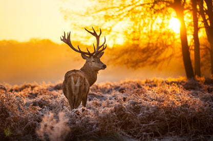 Reindeer Walking in Sunset Photograph Print 100% Australian Made