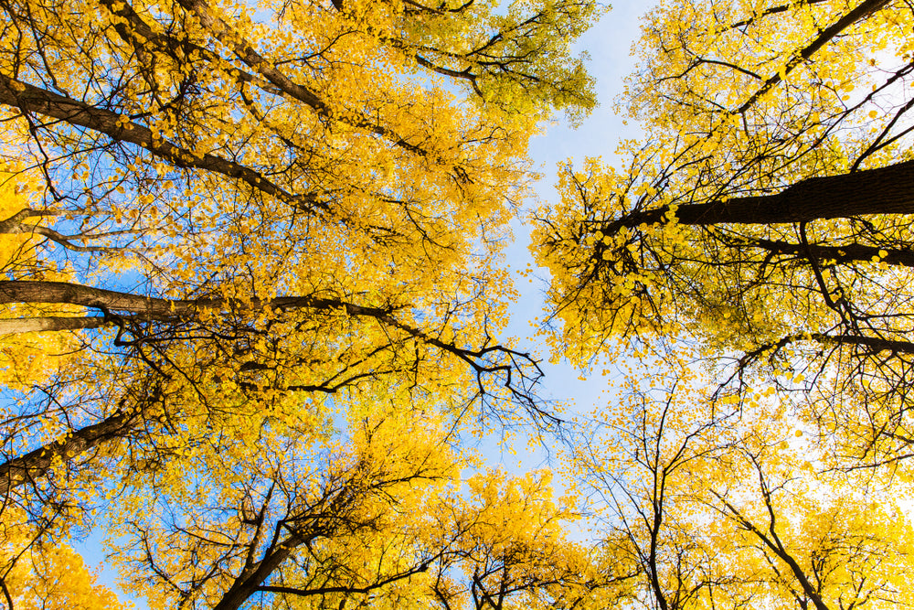 Yellow Leaves Tree Forest View from Ground Photograph Print 100% Australian Made