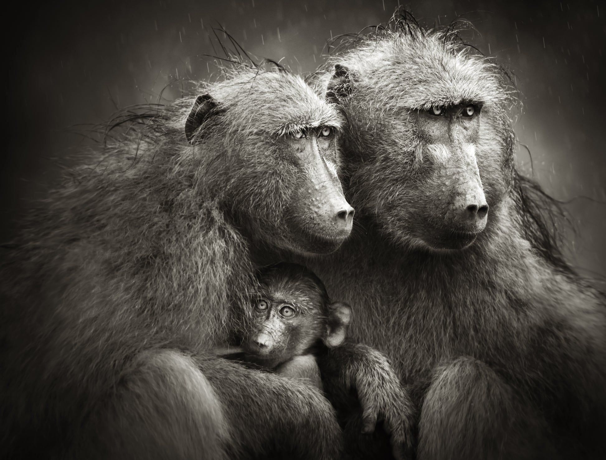 Baboons Couple & Baby B&W Photograph Print 100% Australian Made