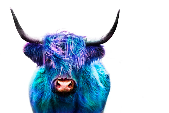 Blue Purple Highland Cow Photograph Print 100% Australian Made
