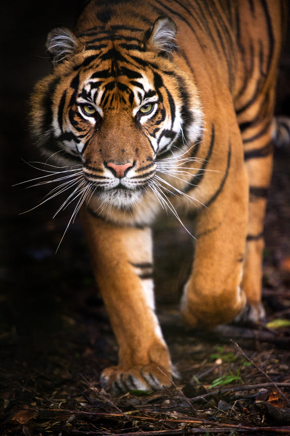 Tiger Walking in Forest Photograph Print 100% Australian Made