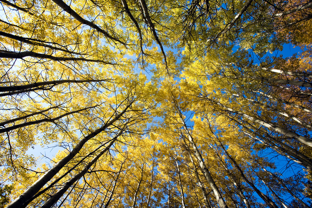 Yellow Leafy Trees View From Ground Photograph Print 100% Australian Made