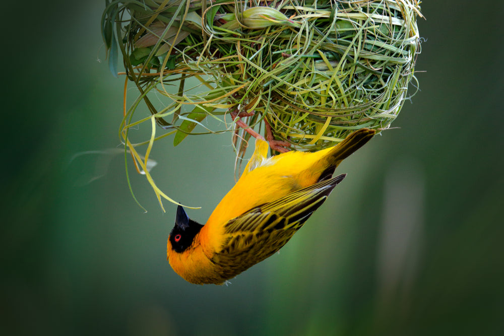 Yellow Bird Making a Nest Photograph Print 100% Australian Made