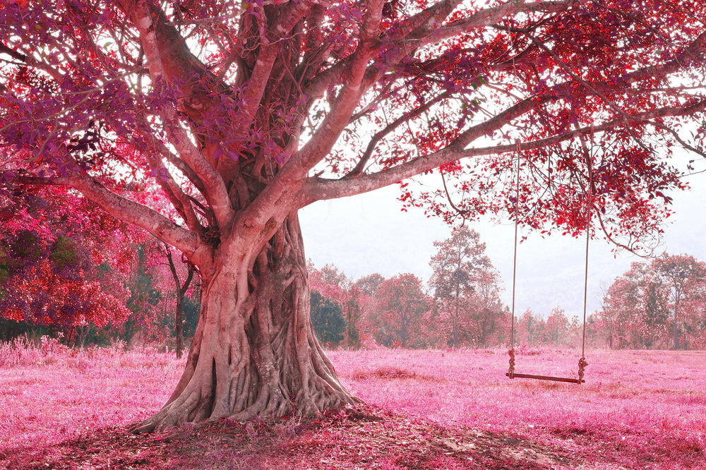 Tree in Park Photograph Print 100% Australian Made