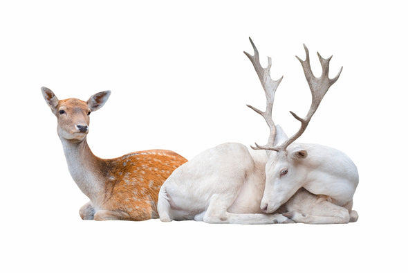 White Deer & Brown Deer Laying on ground Print 100% Australian Made