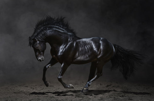 Stunning Black Horse Print 100% Australian Made