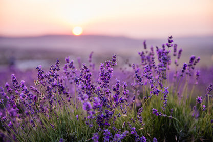 Purple Flowers Closeup Photograph Home Decor Premium Quality Poster Print Choose Your Sizes