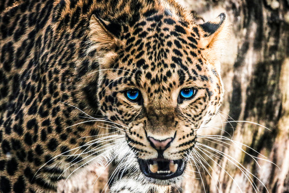 Stunning Leopard with Blue Eyes Print 100% Australian Made