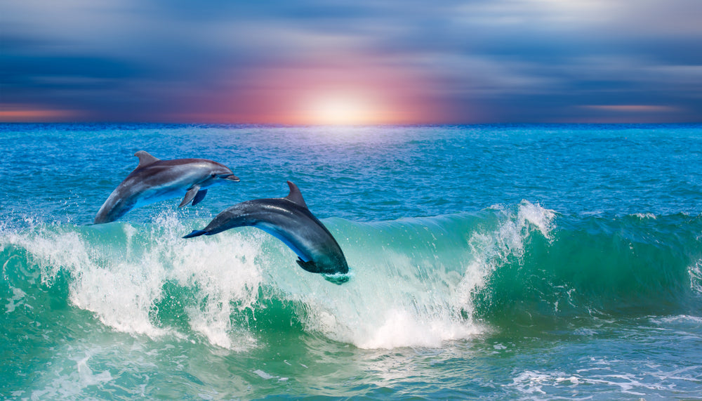 Dolphins Jumping Out of Sea Photograph Print 100% Australian Made