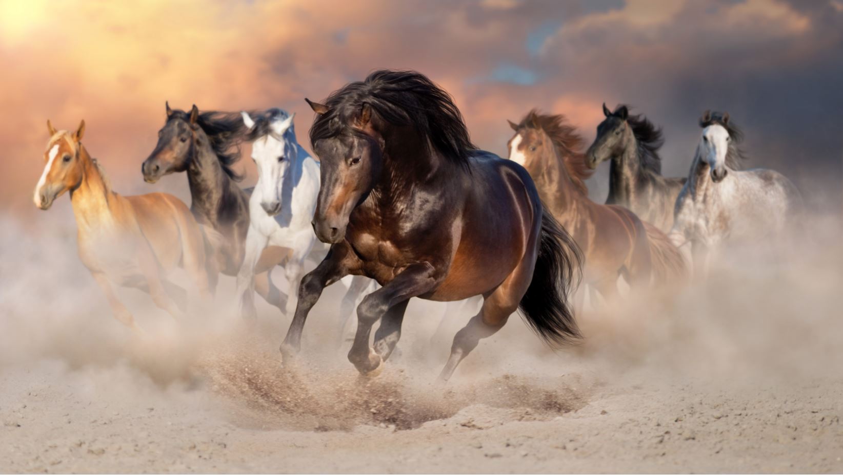 Horses Running On Desert Photograph Print 100% Australian Made