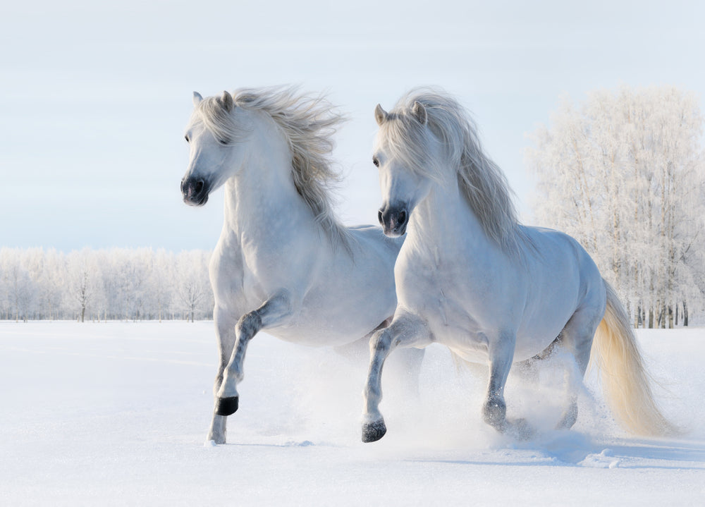 White Horses Couple and Snow Print 100% Australian Made