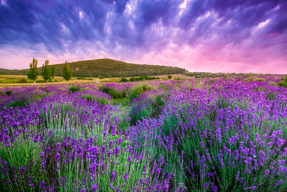 Lavender Flower Field & Beautiful Sky Photograph Print 100% Australian Made